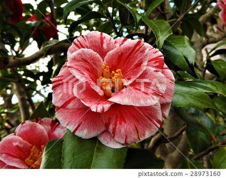 It is a flower of Yabu camellia with variegated oyster blooming, gorgeous and glamorous. 28973160