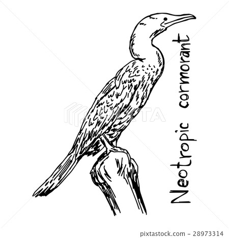 Neotropic cormorant - vector illustration  28973314