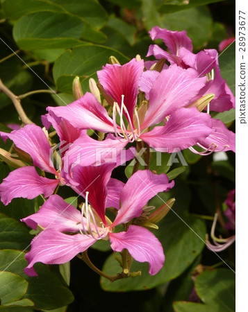 豔紫荊 28973677