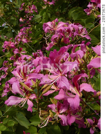 豔紫荊 豔紫荊 28973678