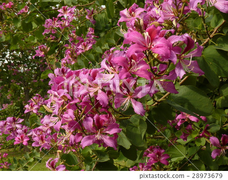 豔紫荊 28973679