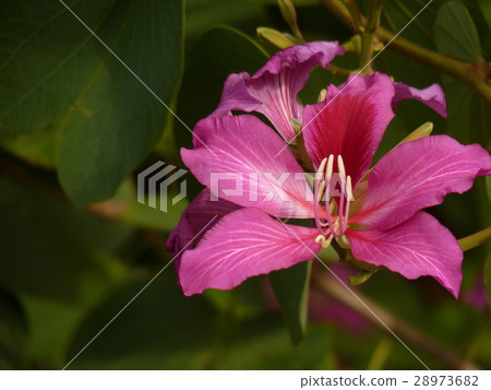 豔紫荊 28973682