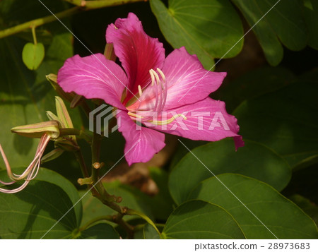 豔紫荊 28973683