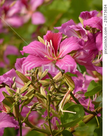豔紫荊 豔紫荊 28973684