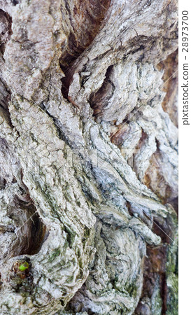 Oak tree bark texture for the background Oak tree bark texture for the background 28973700