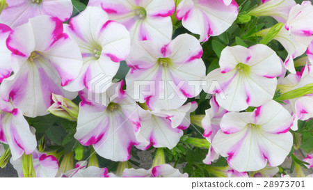 petunia flowers bloom 28973701