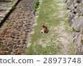 A deer 28973748