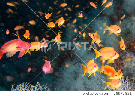 red orange anthias while diving maldives 28973851