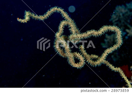 hard coral close up detail macro 28973859