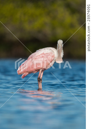 Roseate spoonbill (Platalea ajaja). Roseate spoonbill (Platalea ajaja). 28974091
