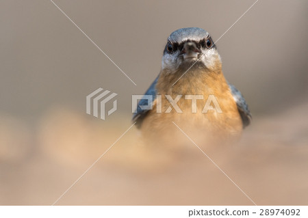 The Eurasian nuthatch The Eurasian nuthatch 28974092