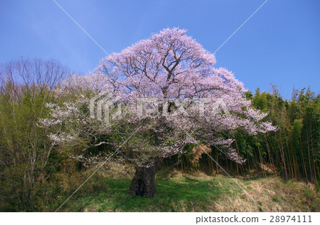 一棵櫻花樹 - 成田成田的櫻花樹 一棵櫻花樹 - 成田成田的櫻花樹 28974111