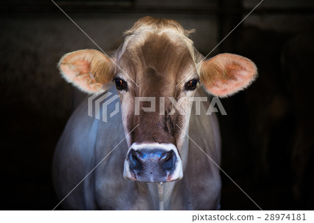 Cow on Farm race Alpine Brown 28974181
