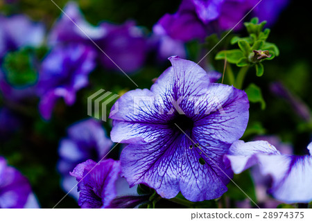 Morning glory Morning glory 28974375