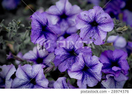Morning glory Morning glory 28974376