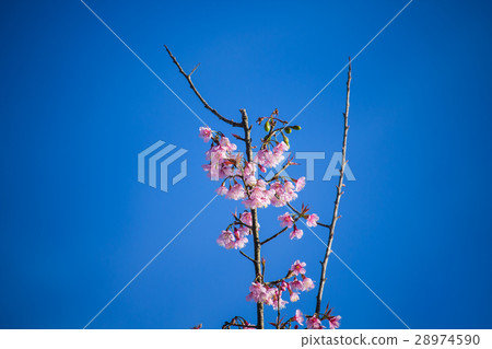 Beautiful pink flower Beautiful pink flower 28974590