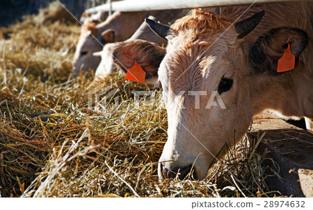 Cows in farm Cows in farm 28974632