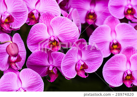 Elegant orchid 28974820