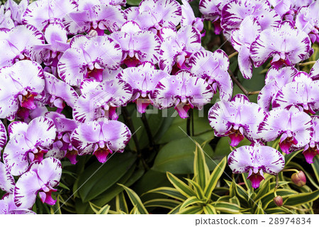 Elegant orchid Elegant orchid 28974834