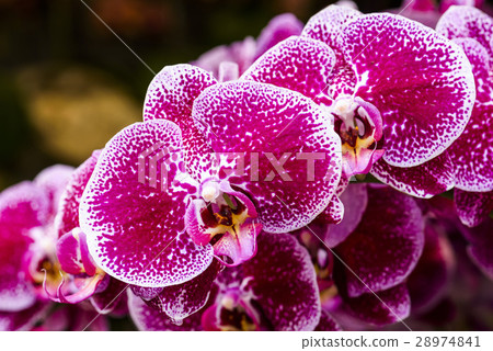 Elegant orchid Elegant orchid 28974841