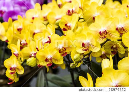Elegant orchid 28974852