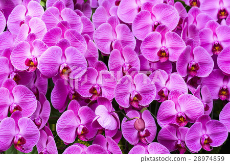 Elegant orchid 28974859