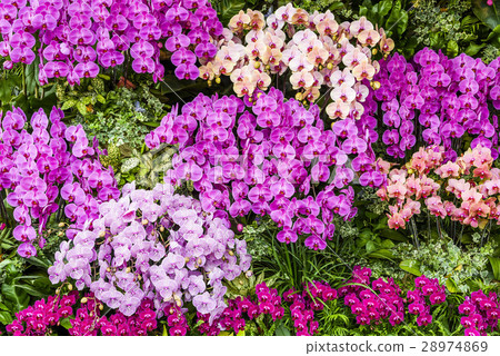 Elegant orchid Elegant orchid 28974869