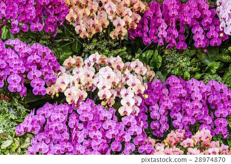 優雅的蘭花 28974870