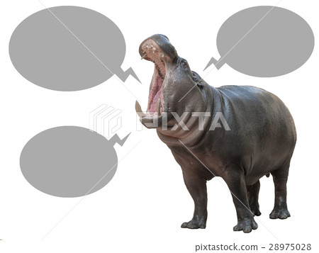 Pygmy hippo and text box Pygmy hippo and text box 28975028