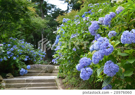 Ishibe City old Kazuki Shrine hydrangea Ishibe City old Kazuki Shrine hydrangea 28976060