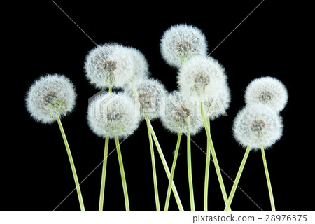 Dandelion flower on black color background Dandelion flower on black color background 28976375