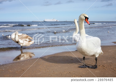 Swan on a beach with ferryboat in distance. Swan on a beach with ferryboat in distance. 28976485