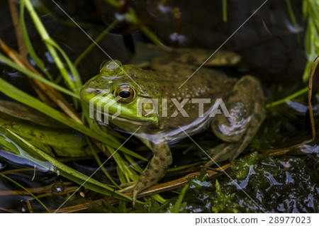 Maine Bullfrog 28977023