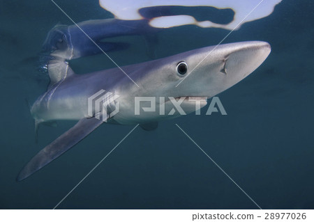 Blue's Cruise 28977026