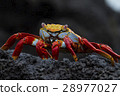 What a crab! 28977027