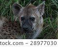 Hyena Portrait 28977030