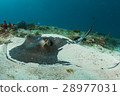 Resting Stingray 28977031