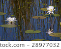 Lily Pads and Flowers 28977032