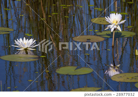 Lily Pads and Flowers 28977032