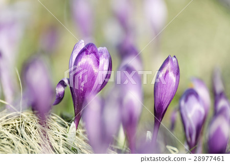 Spring crocus flower Spring crocus flower 28977461