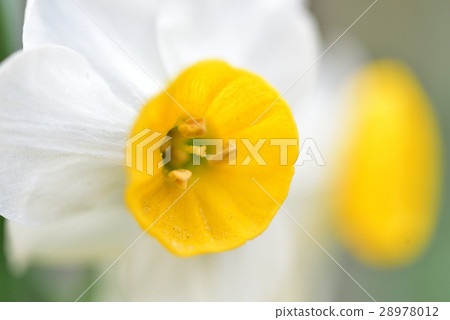 Narcissus Narcissus 28978012