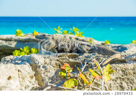 Iguana in wildlife. Cancun, Mexico 28978433