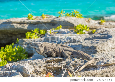 Iguana in wildlife. Cancun, Mexico 28978435