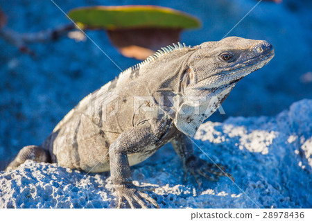 Iguana in wildlife. Cancun, Mexico Iguana in wildlife. Cancun, Mexico 28978436