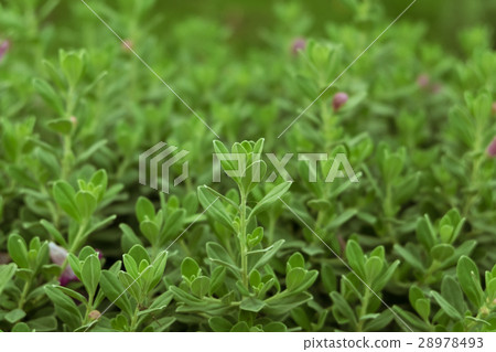 Little green plants. Little green plants. 28978493