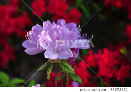 Azalea's flower blooms 28978881