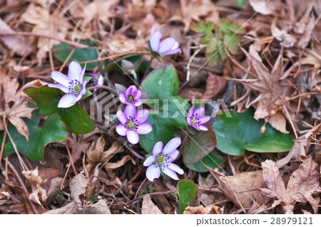 Affiliation 28979121