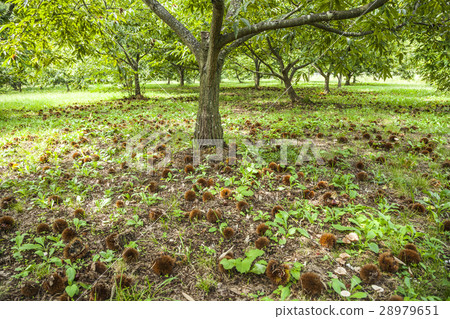 清潔景觀 清潔景觀 28979651