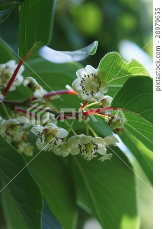 Saruhari Sarunashi The language of flowers is "temptation" 28979655