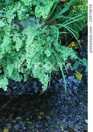 Penglai Fern toilet white flower language is "innocent innocence" 28979658